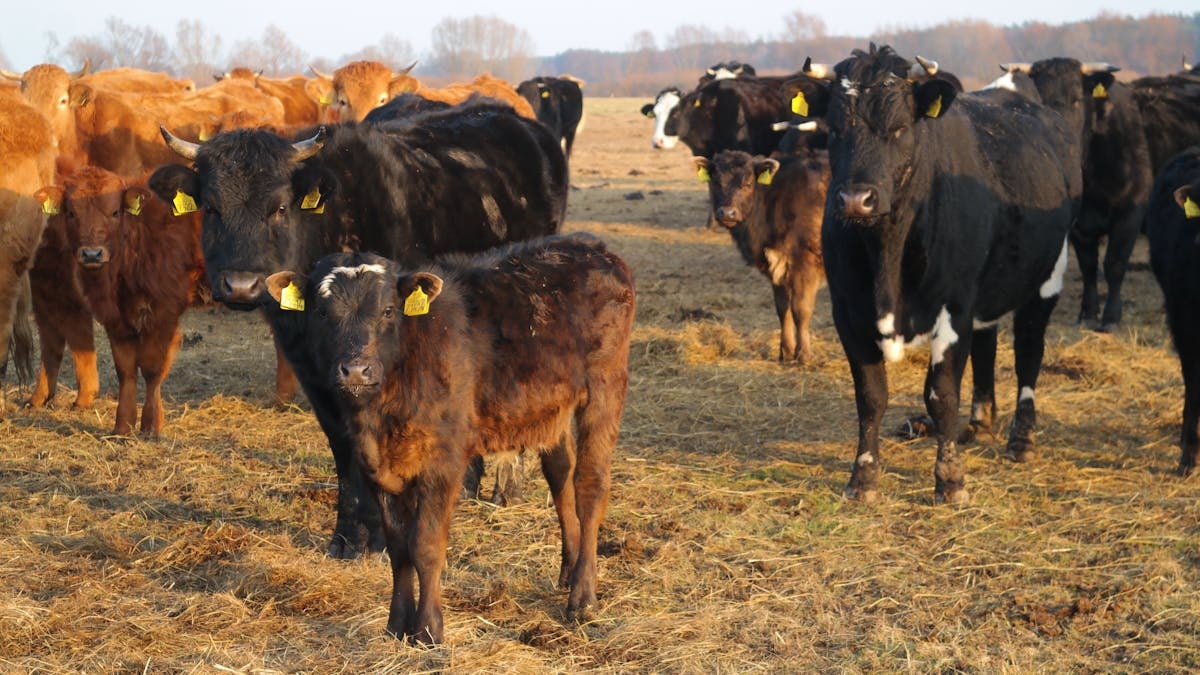 A herd of cattle standing together in an open field, captured during the day.